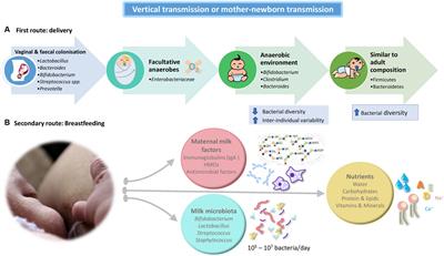 Infant gut microbiota colonization: influence of prenatal and postnatal factors, focusing on diet